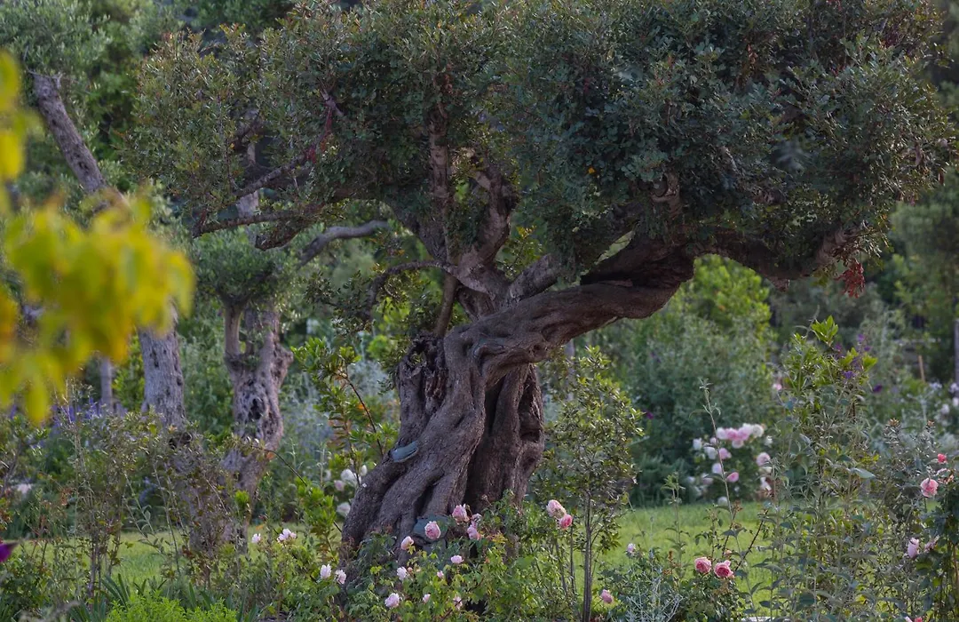 Borgo dei Lecci Puglia-1